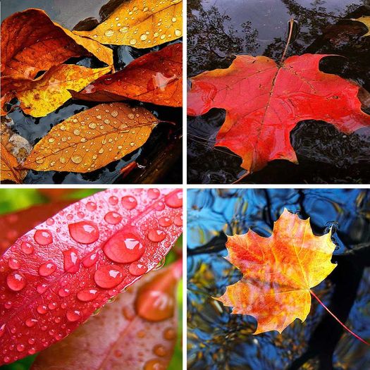 Autumn Leaves Ceiling Tiles